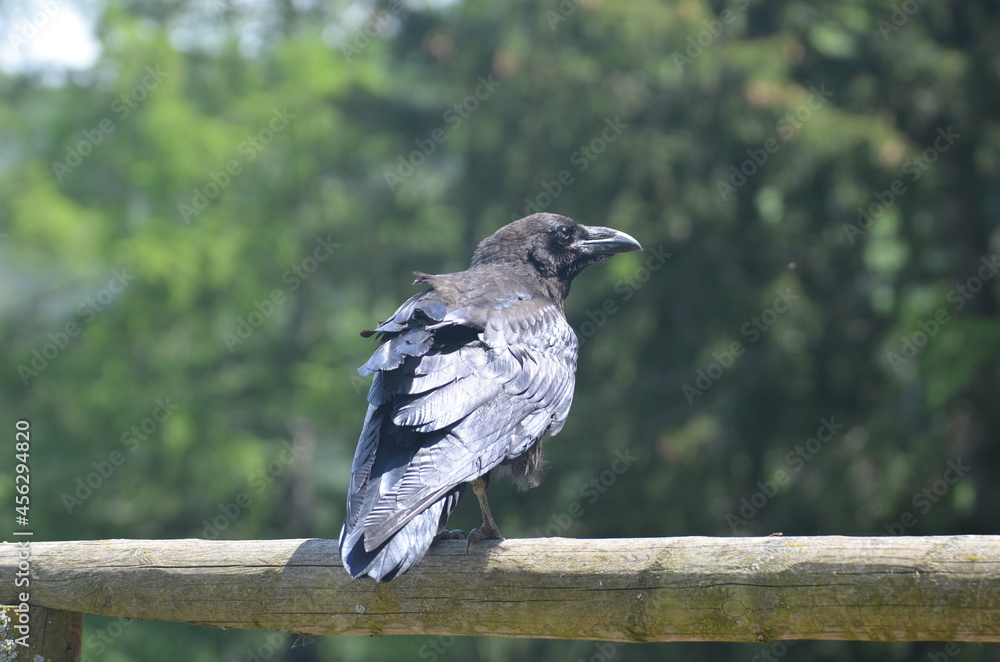 Naklejka premium Rabe