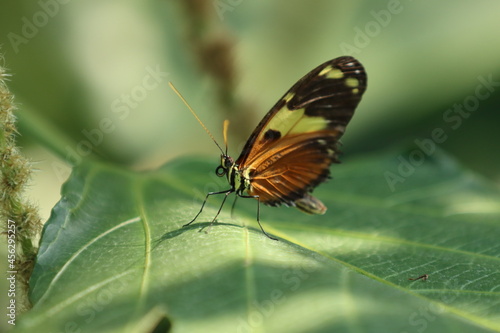 Butterflies from botanical gardens © Justin Fox