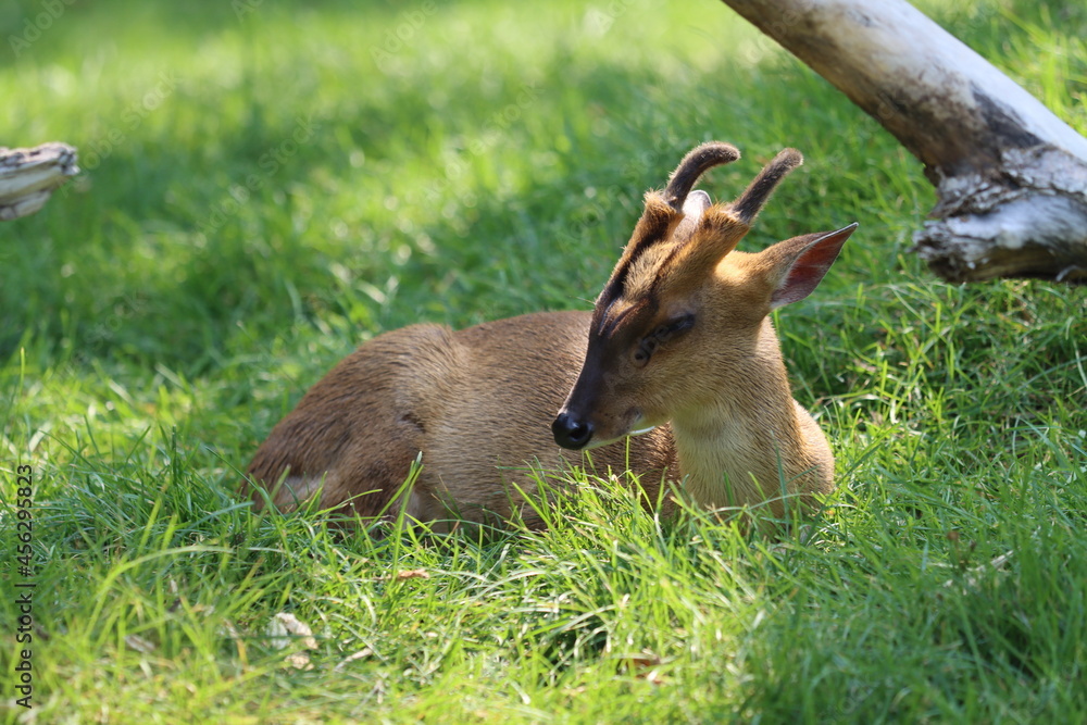 Fototapeta premium Klipspringer