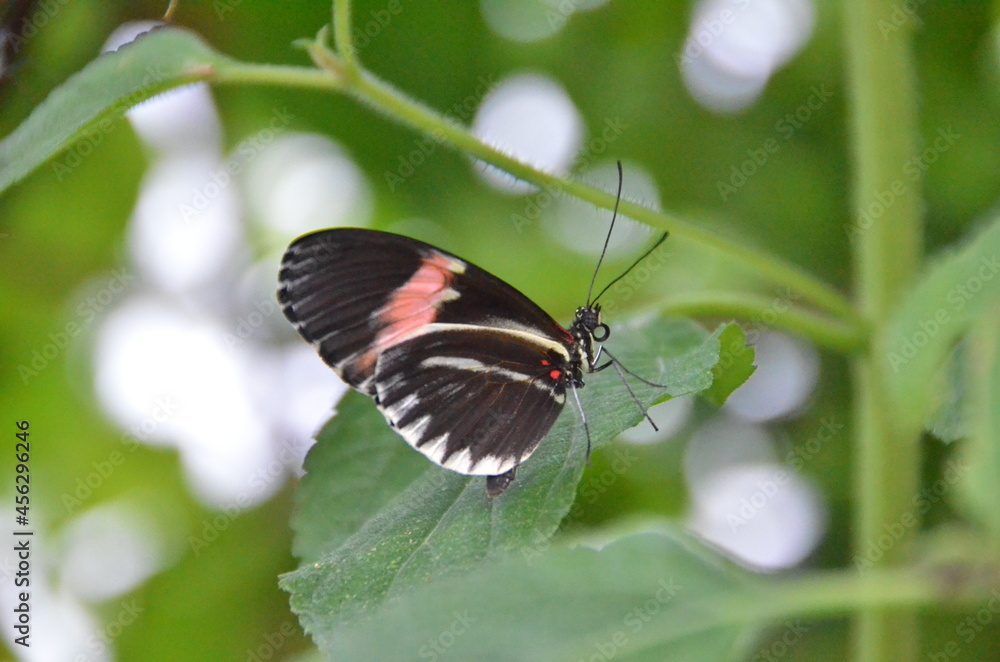 Fototapeta premium MARIPOSA