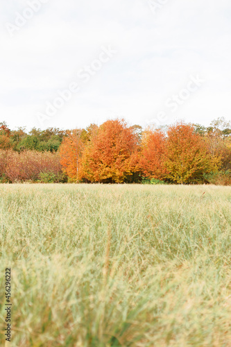 Horizontal landscape of fall autumn orange trees and golden ornamental grass in Cape May, New Jersey. 