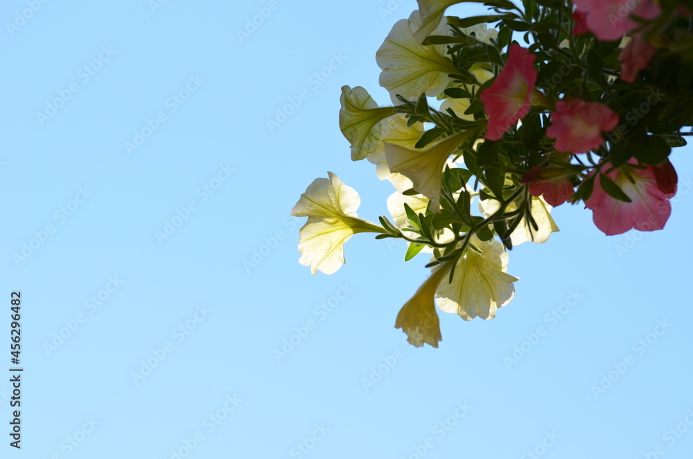 Obraz premium Blüte mit Himmel