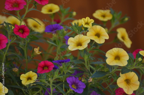 Bunte Blumenblüten