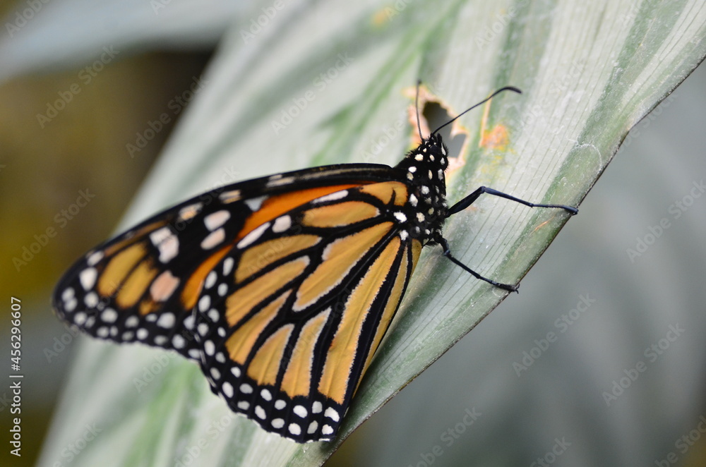 Fototapeta premium MARIPOSA
