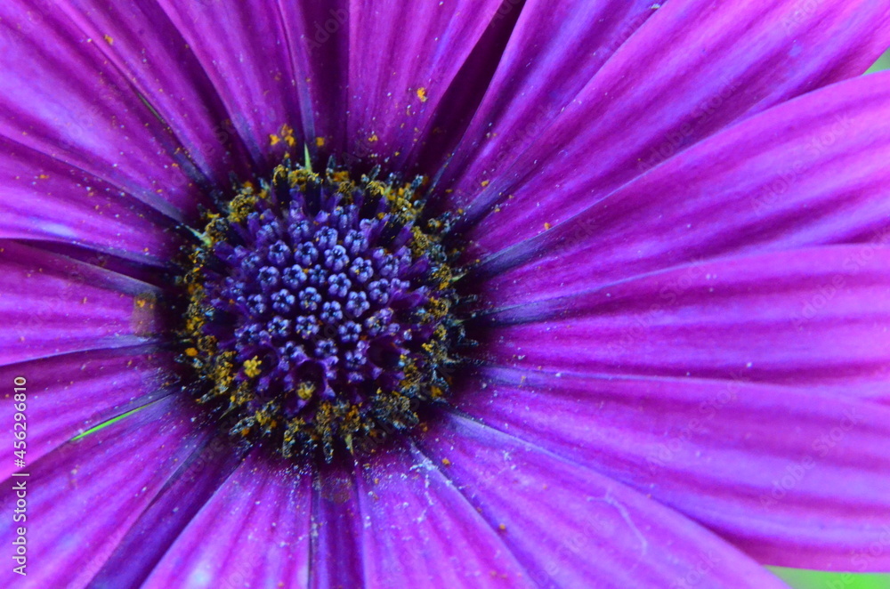FLOR FLOR