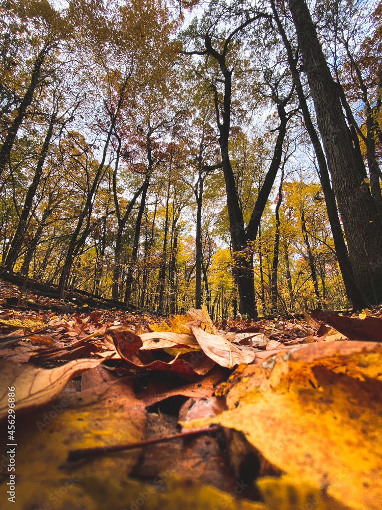 autumn in the forest autumn in the forest