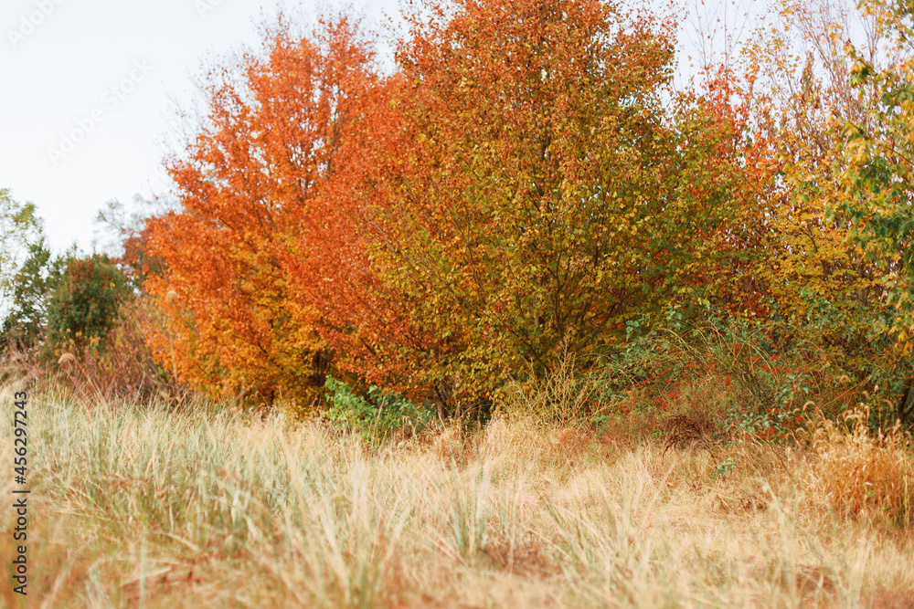 Horizontal landscape of fall autumn orange trees and golden tall grass in Cape May, New Jersey. Horizontal landscape of fall autumn orange trees and golden tall grass in Cape May, New Jersey.