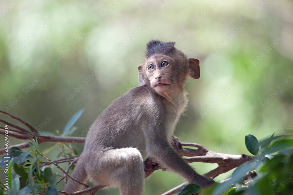 可愛いサル