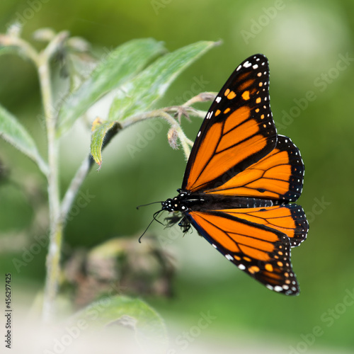 monarch butterfly on a plant © eugen