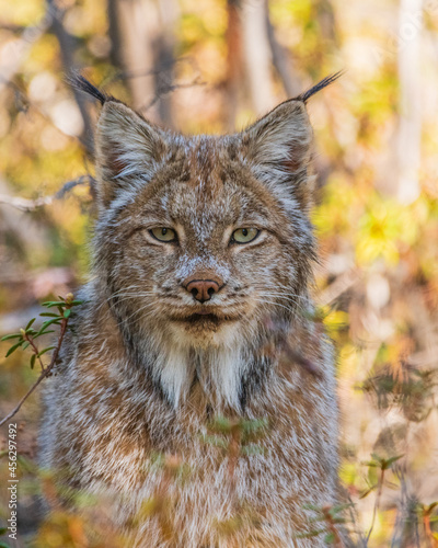 Wild Canadian lynx seen in the wilderness of Yukon Territory, Canada during summer time with stunning face, fur and ear tufts. 