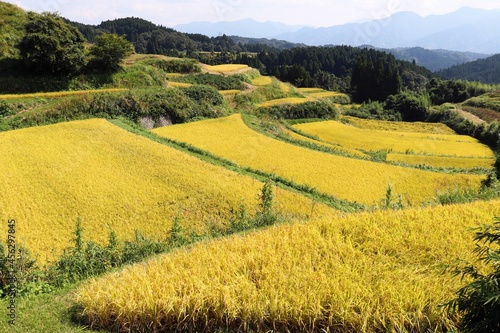 Fotografía 山都町　黄金色の棚田