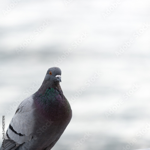 pigeon portrait