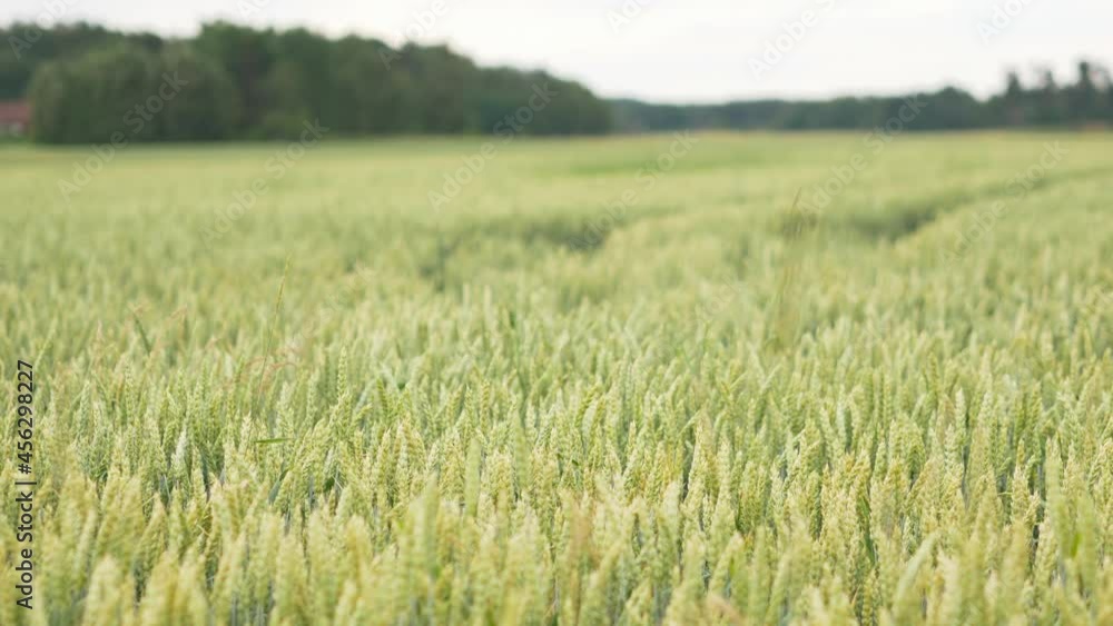 Landscape of poaceae blowing in the wind, green grass flower sway in the wind. Beautiful landscape and good weather. Big trees and Green grass background Landscape of poaceae blowing in the wind, green grass flower sway in the wind. Beautiful landscape and good weather. Big trees and Green grass background