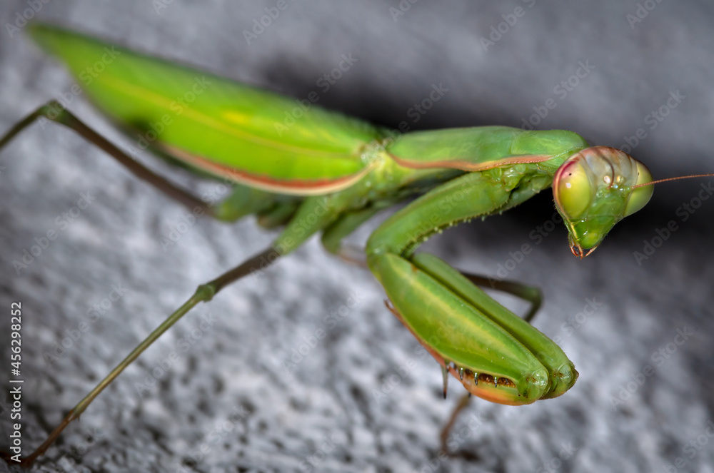 The European mantis (Mantis religiosa) is a large hemimetabolic insect in the family of the Mantidae ('mantids'), which is the largest family of the order Mantodea (mantises). The European mantis (Mantis religiosa) is a large hemimetabolic insect in the family of the Mantidae ('mantids'), which is the largest family of the order Mantodea (mantises).