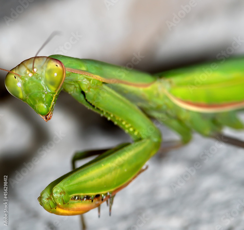 The European mantis (Mantis religiosa) is a large hemimetabolic insect in the family of the Mantidae ('mantids'), which is the largest family of the order Mantodea (mantises). photo