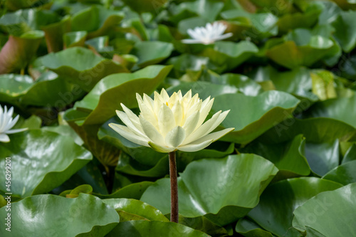yellow lotus flower