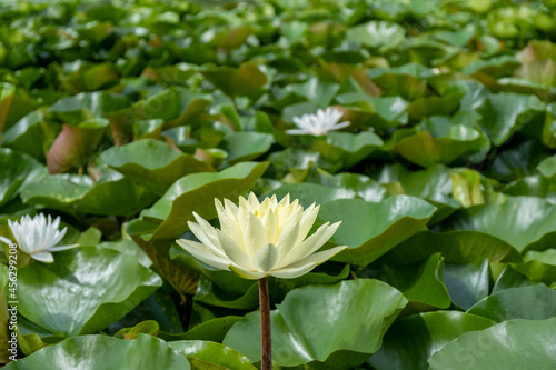 white lotus flower