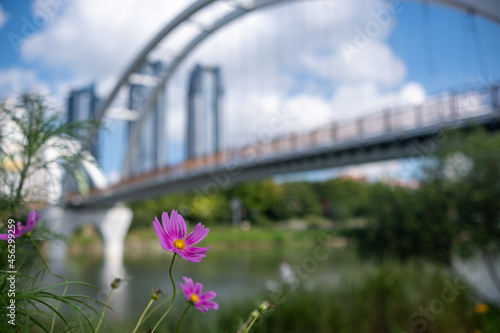 bridge over the river in summer