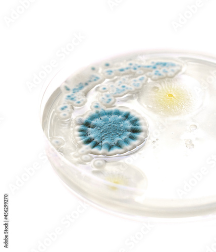 Mold bacteria growth in a petri dish closeup on white