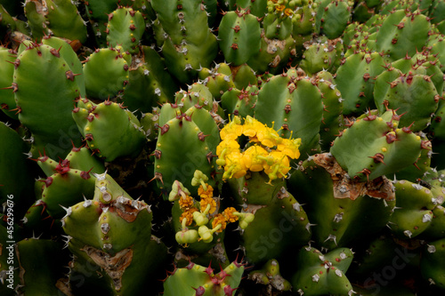 Precioso macro de cactus