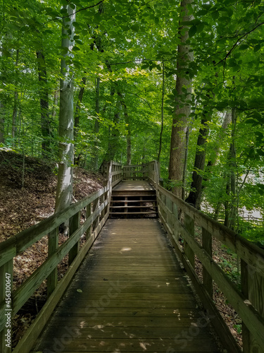 Path in the forest