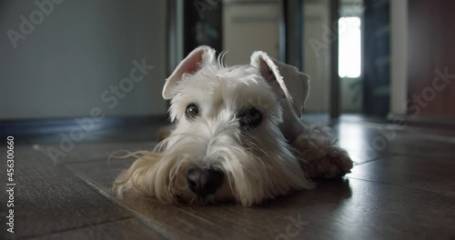 Sad beauty white miniature Schnauzer terrier dog lying on the floor. Sadly putting head on the floor. Beauty sad dog portrait. Home alone. Expressive emotion of dog sadness and loneliness. Cute face