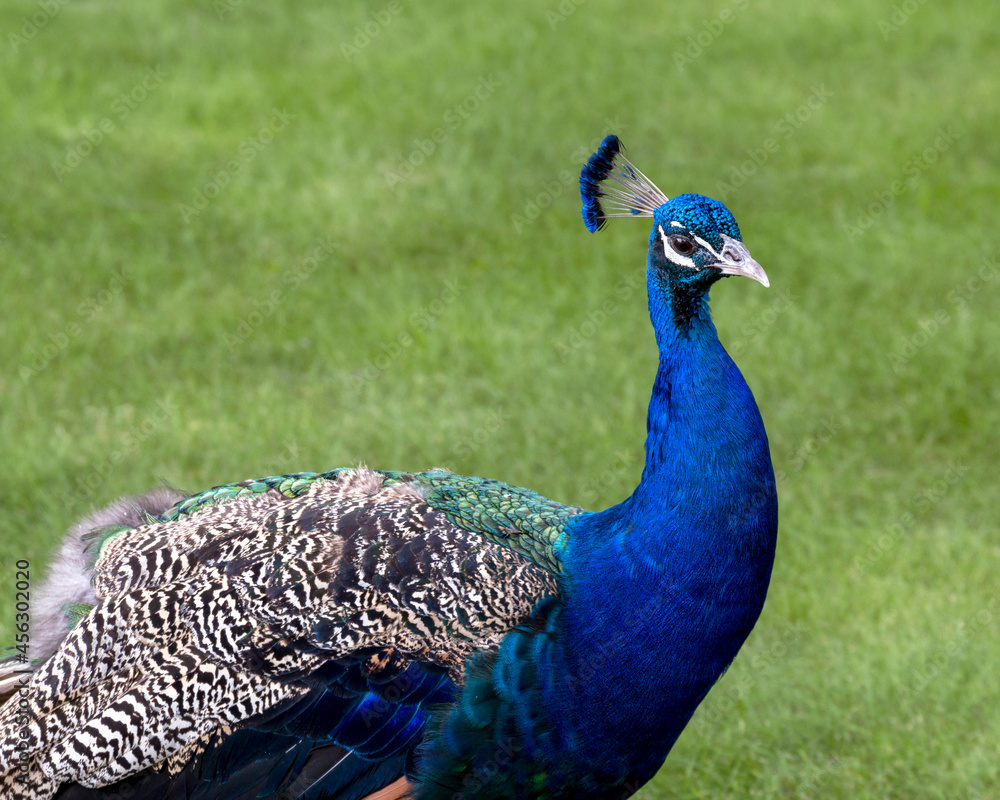 Fototapeta premium Male Indian Blue Peacock