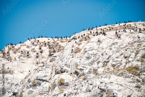 Cormorants nesting on a rocky island
