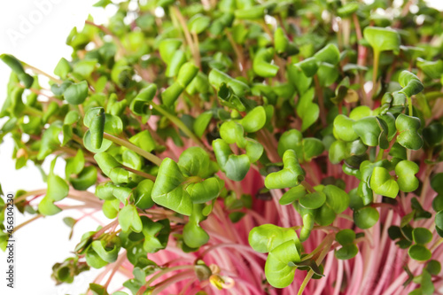 Fresh micro green on white background  closeup