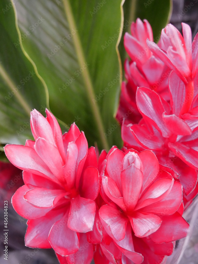 Fototapeta premium pink flower