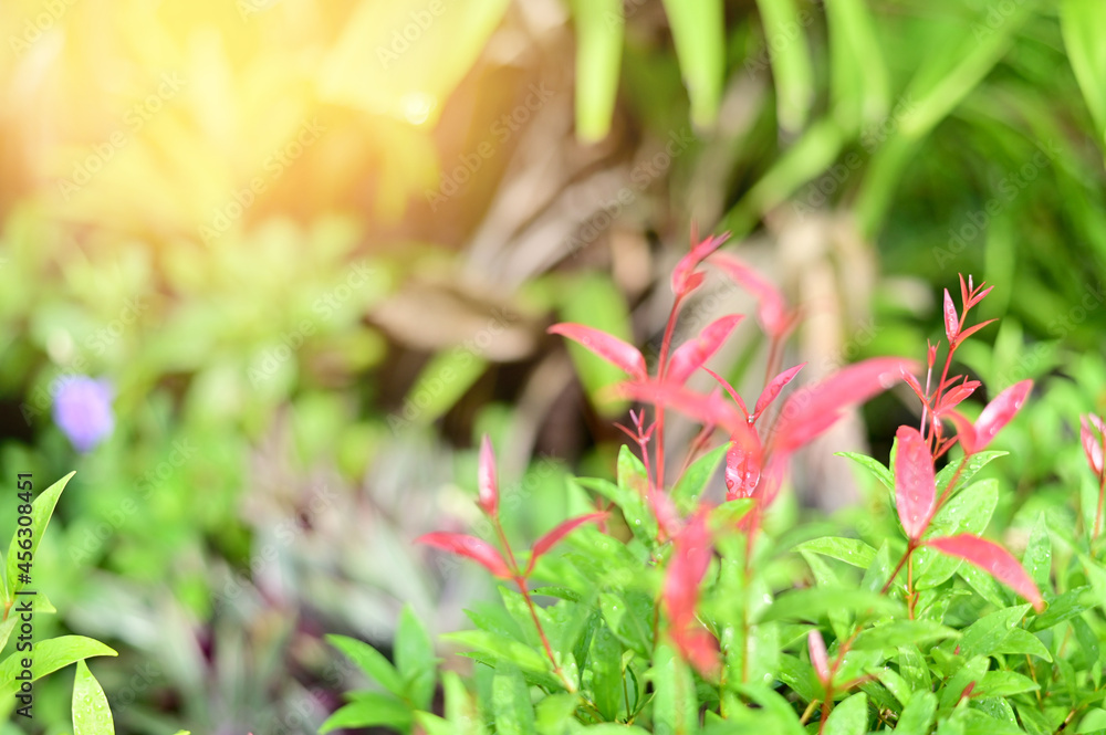 Closeup of Nature view of colorful leaves on blurred greenery background. Focus on leaf and shallow depth of field. Closeup of Nature view of colorful leaves on blurred greenery background. Focus on leaf and shallow depth of field.