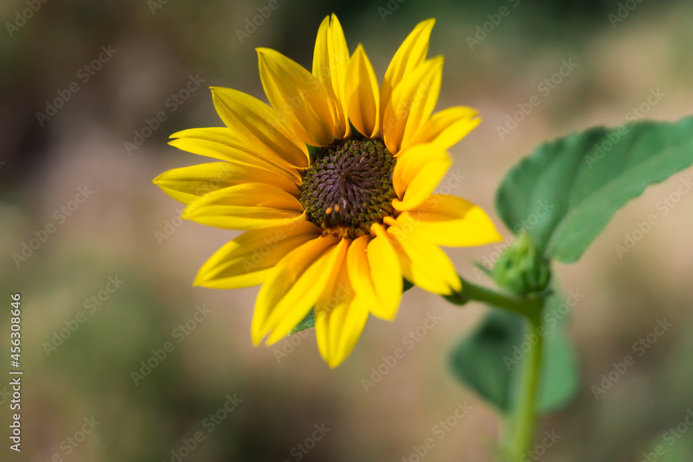 Yellow Wildflower Yellow Wildflower