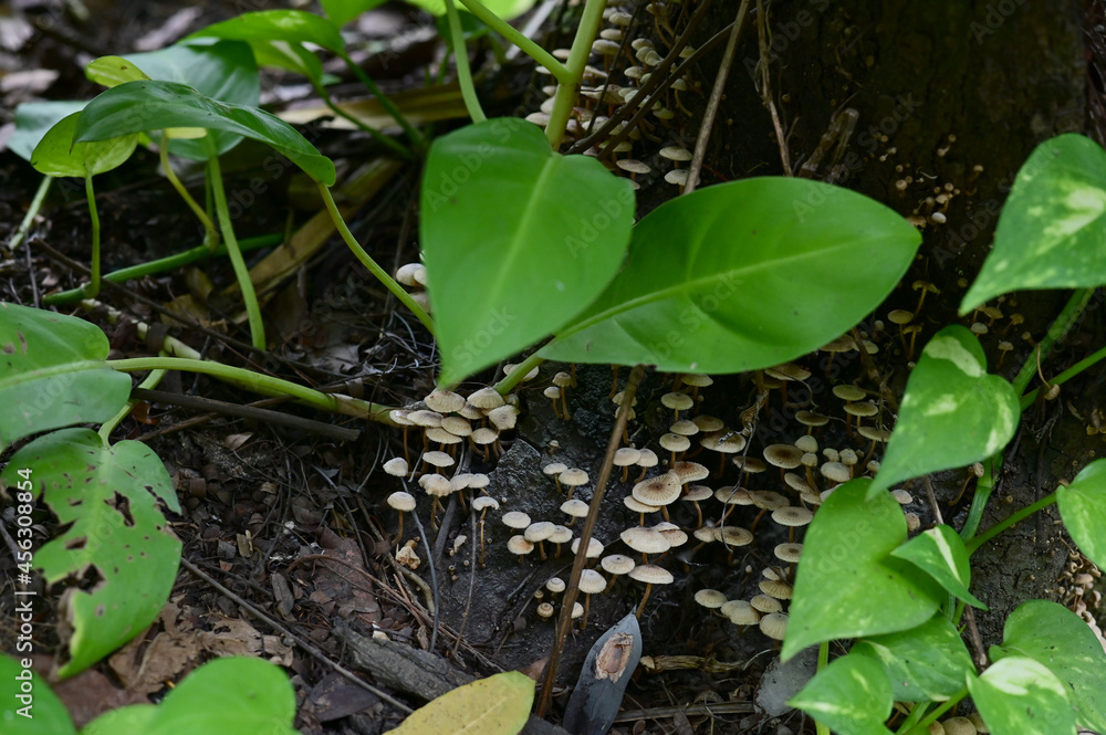 Closeup of Colorful Mushrooms growing from the ground above the trees in the forest at Thailand. Closeup of Colorful Mushrooms growing from the ground above the trees in the forest at Thailand.