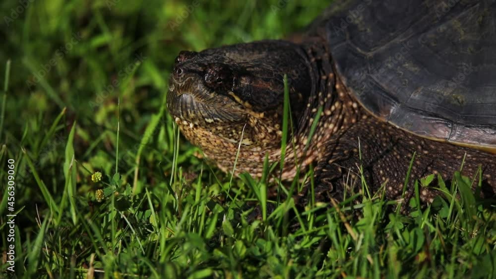 The common snapping turtle (Chelydra serpentina) on the meadow The common snapping turtle (Chelydra serpentina) on the meadow
