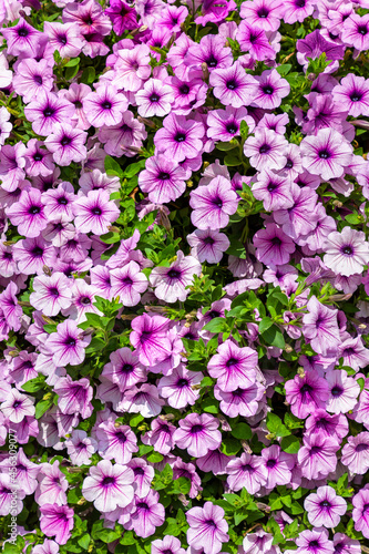 Background of petunias flowers