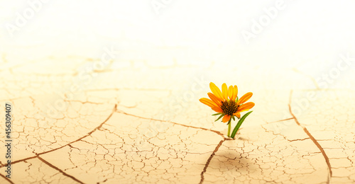Dry cracked desert soil with single flower sprouting up from the desert. Concept displaying global warming or climate change, hope in the face of adversity, determination, or environmental issues.