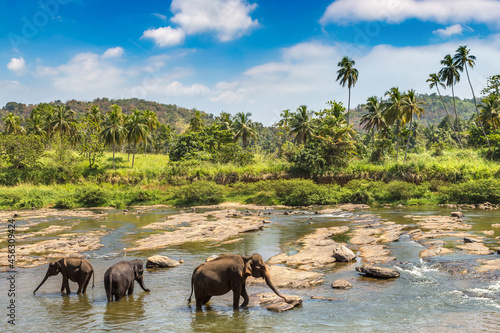 Herd of elephants in Sri Lanka © Sergii Figurnyi