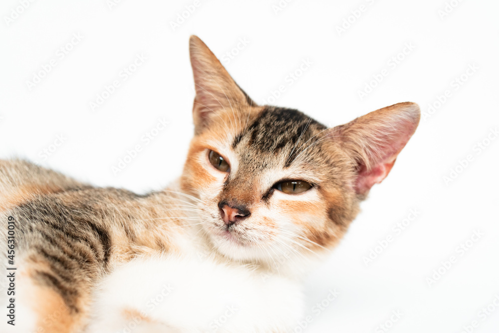 Close Up Face of an Adorable Cat in White Backgroud Close Up Face of an Adorable Cat in White Backgroud
