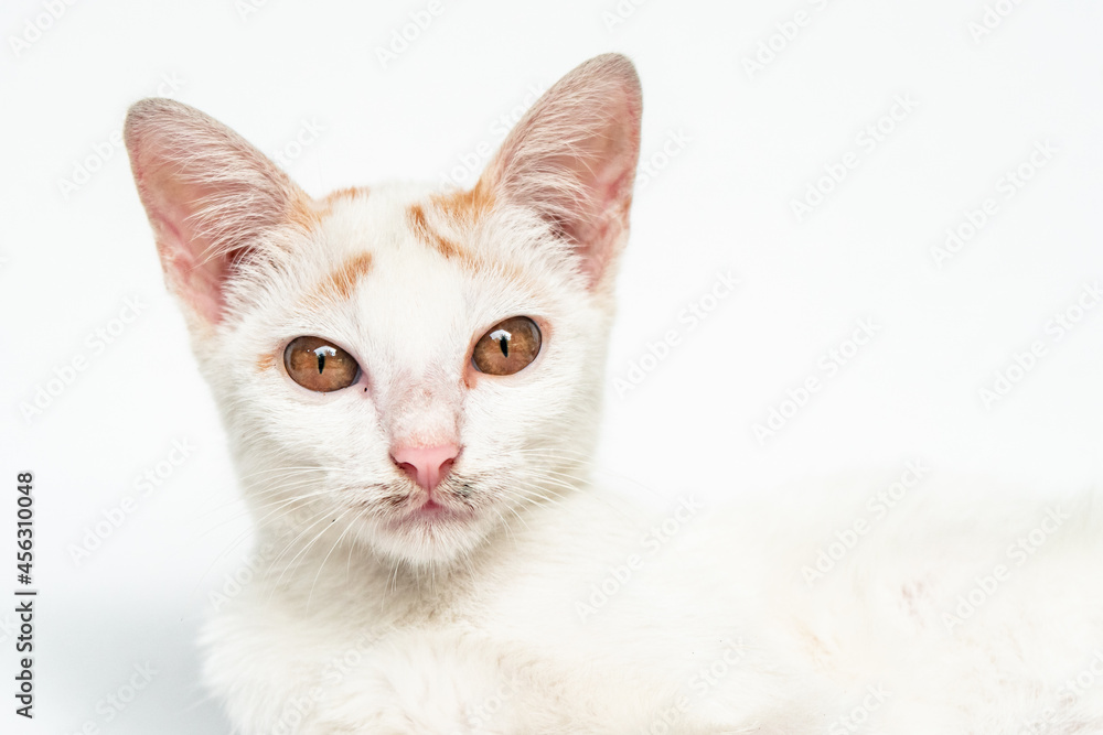 Close Up Face of an Adorable White Cat in White Backgroud