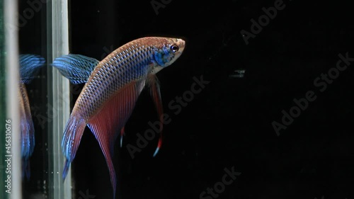 Wild betta fish betta smaragdina siamese fighting fish in tank aquarium black background