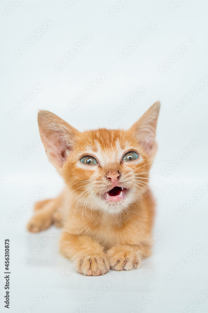 An Adorable Orange Cat in White Backgroud