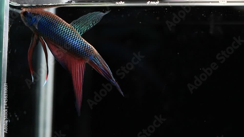 Wild betta fish betta smaragdina siamese fighting fish in tank aquarium black background