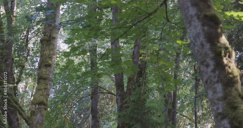 dence lush forest greenery on a bright sunny day dence lush forest greenery on a bright sunny day