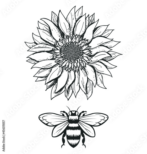 Engraving drawing illustration of the honey bee underneath the Scorched sunflower