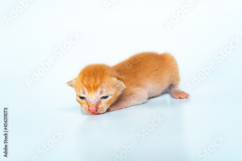 An Adorable Orange Cat in White Backgroud