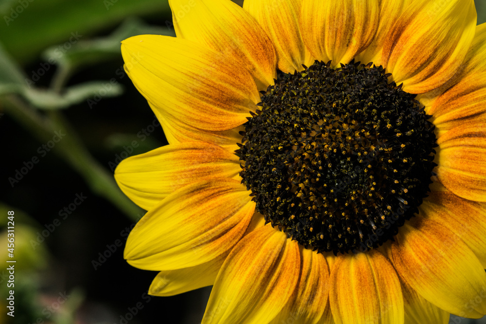 A beautiful yellow sunflower bathed in morning light. A beautiful yellow sunflower bathed in morning light.