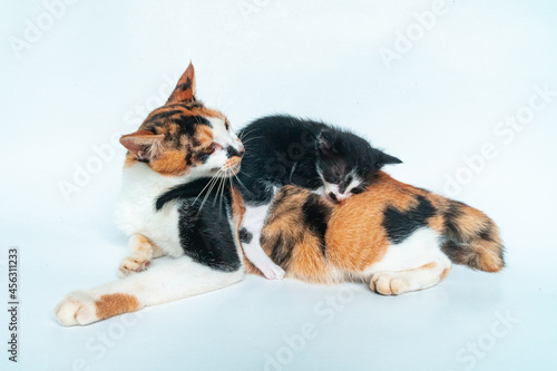 The closeness of a very adorable mother cat and kitten on a white background