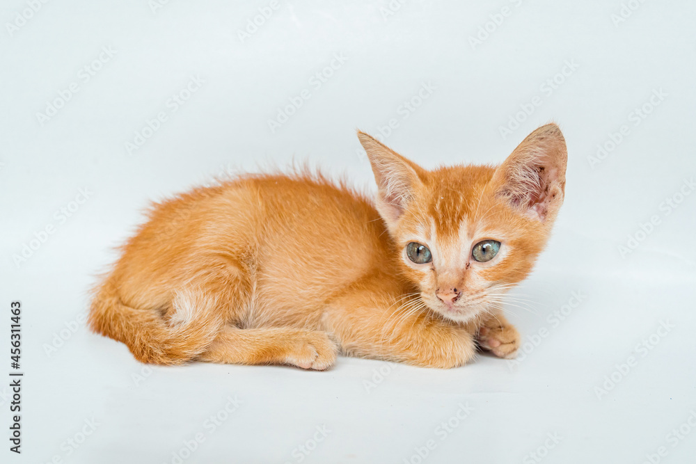 Close Up Face of an Adorable Orange Cat in White Backgroud Close Up Face of an Adorable Orange Cat in White Backgroud