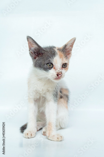 An Adorable Striped Kitten in White Background