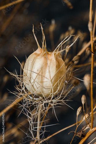 Nigella Seed Pods ready for harvest in an autumnal garden.